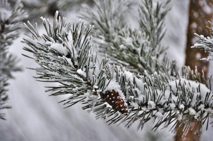 Глухівець з panoramio.com - Глухівець