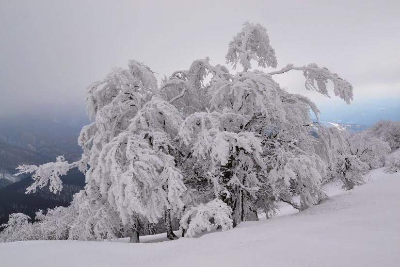 Абранка з panoramio.com - Абранка