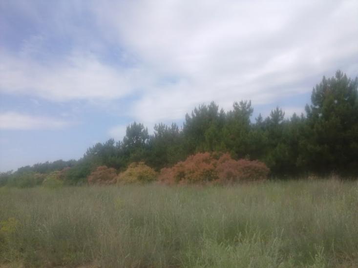 Лимани з panoramio.com - Лимани