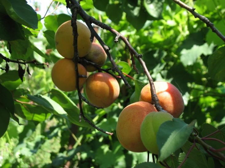 Петровського з panoramio.com - Петровського