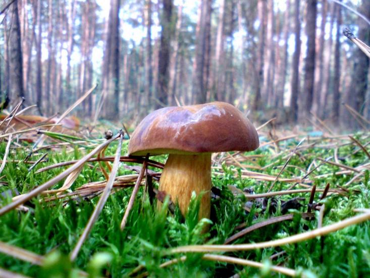 Думанці з panoramio.com - Думанцы