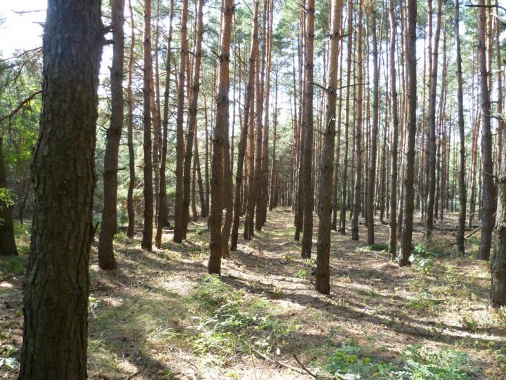 Мареничі з panoramio.com - Мареничі