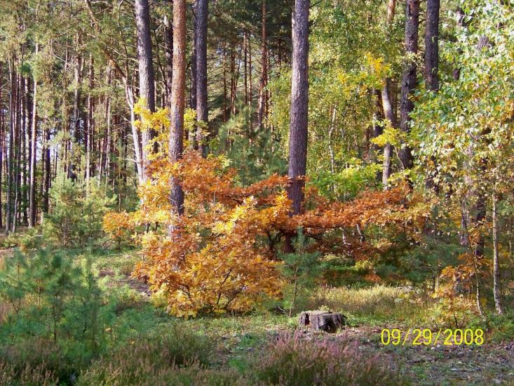Пулемець з panoramio.com - Pulemets