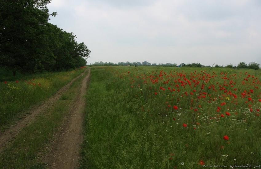 Тельмана з panoramio.com - Тельмана