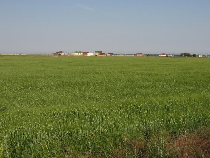 Степанівка Перша з panoramio.com - Степанівка Перша