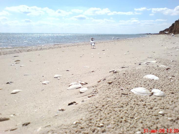 Степанівка Перша з panoramio.com - Степанівка Перша