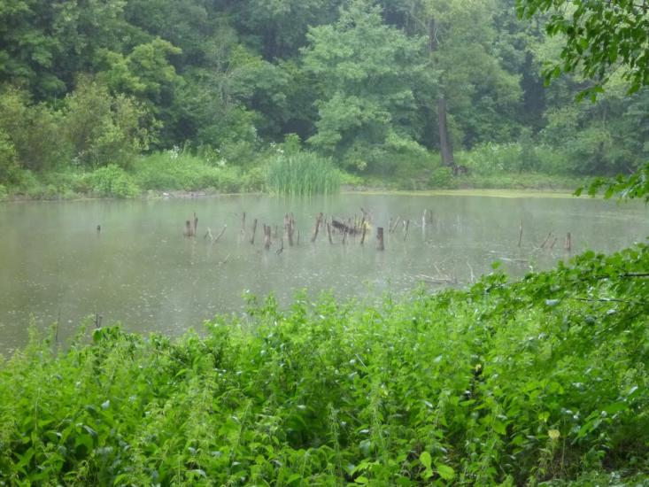 Зайченки з panoramio.com - Зайченки