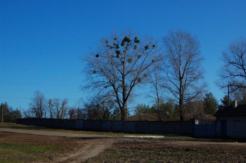 Борівське з panoramio.com - Борівське