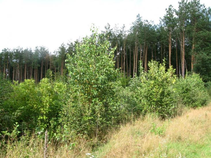 Макове з panoramio.com - Маково