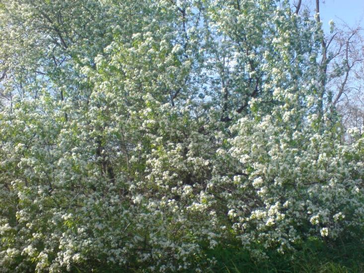 Комуна з panoramio.com - Комуна