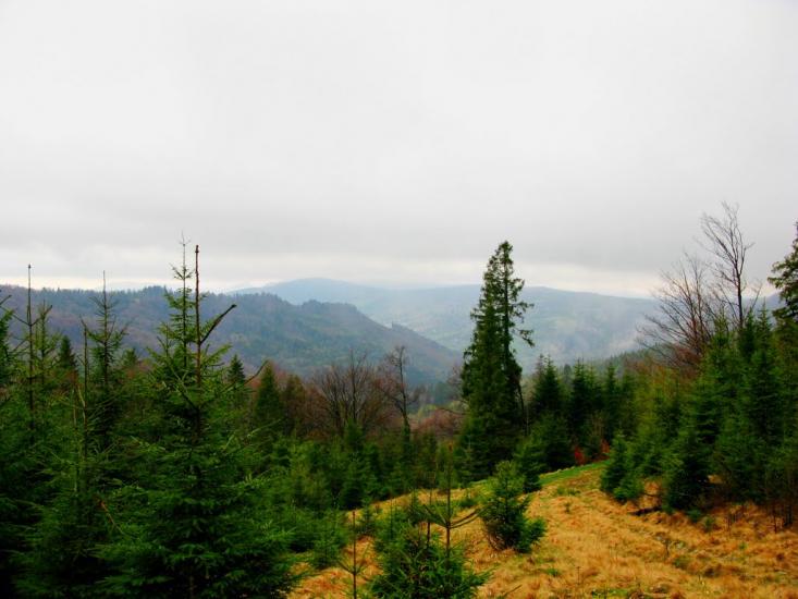 Карпатське з panoramio.com - Карпатське