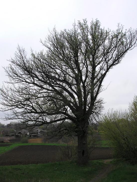 Нова Прага з panoramio.com - Нова Прага