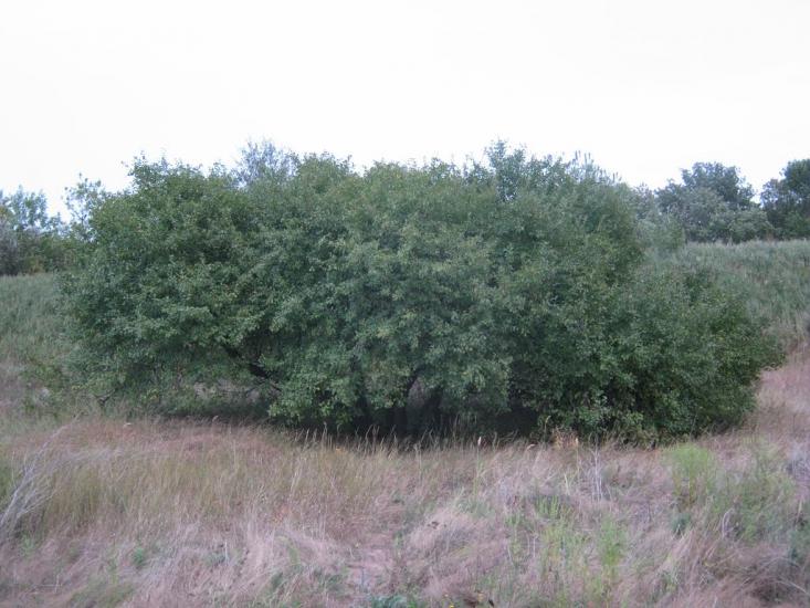 Фрунзе з panoramio.com - Фрунзе