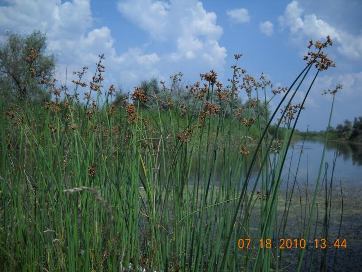 Солонці з panoramio.com - Солонцы