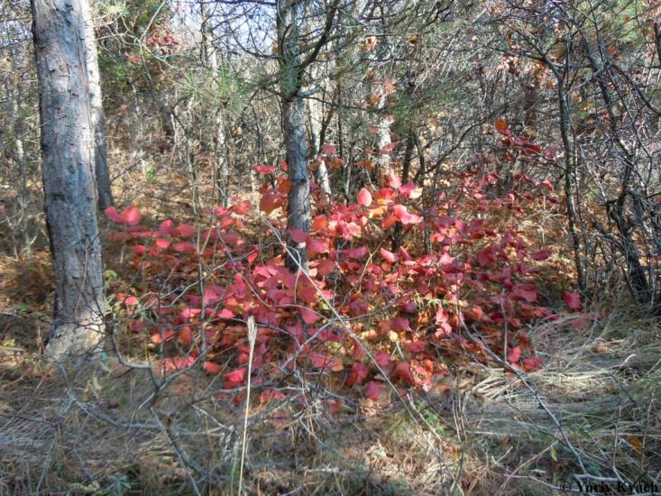 Алтестове з panoramio.com - Алтестово