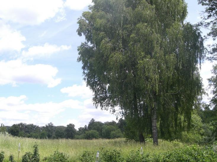 Гвоздів з panoramio.com - Гвоздов