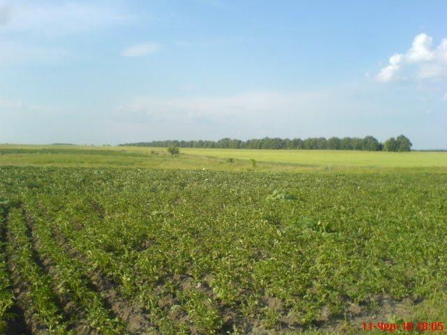 Попівка з panoramio.com - Поповка