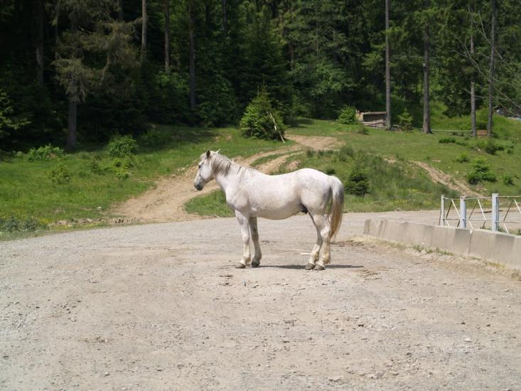 Нижня Рожанка з panoramio.com - Нижняя Рожанка