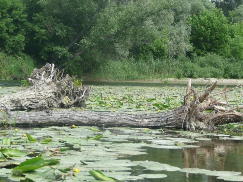 Сапожине з panoramio.com - Сапожино