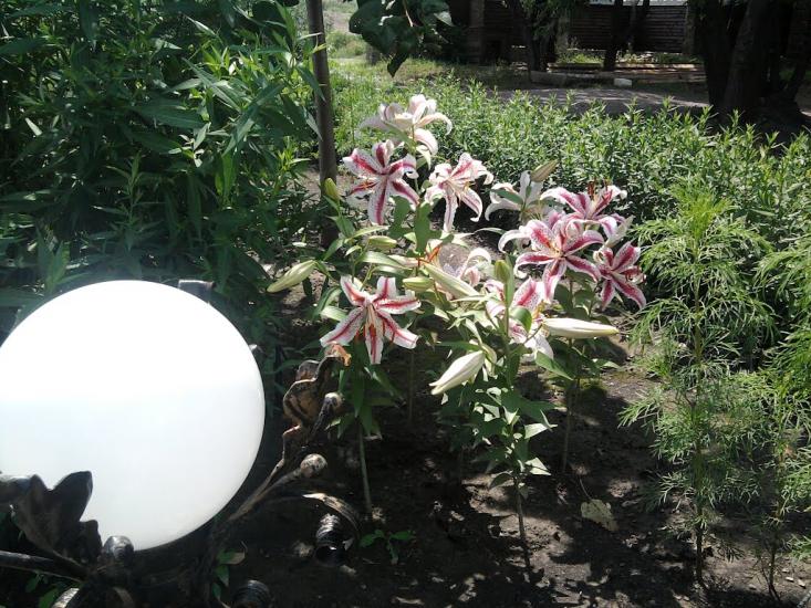 Вишневе з panoramio.com - Вишневе