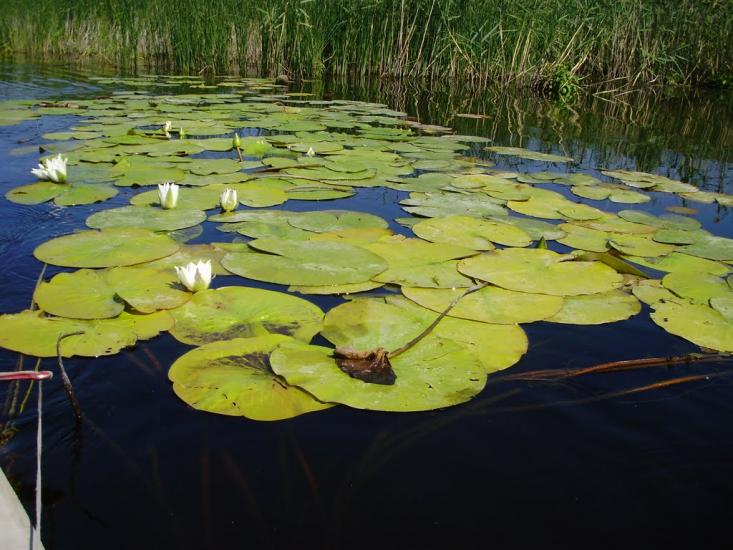 Котовка з panoramio.com - Котовка