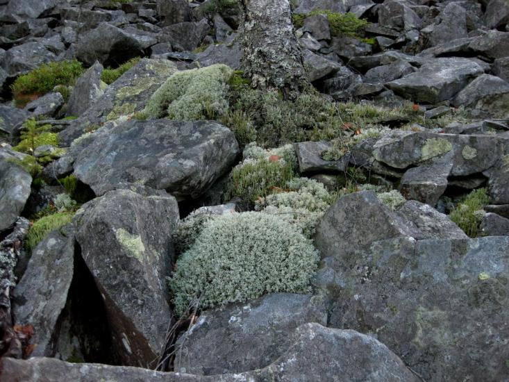 Максимець з panoramio.com - Maksymets