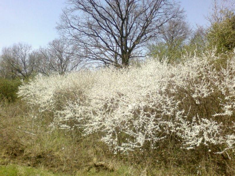 Полонка з panoramio.com - Полонка