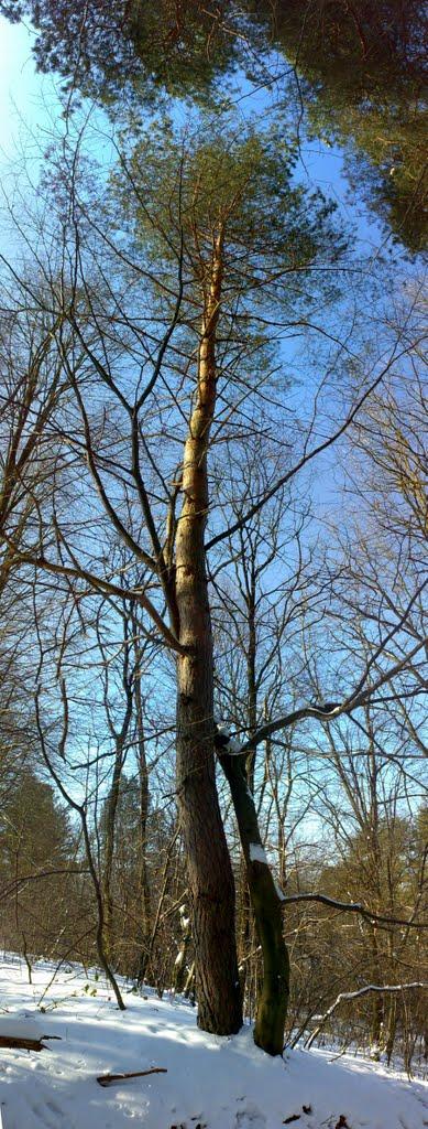 Старичі з panoramio.com - Старичі