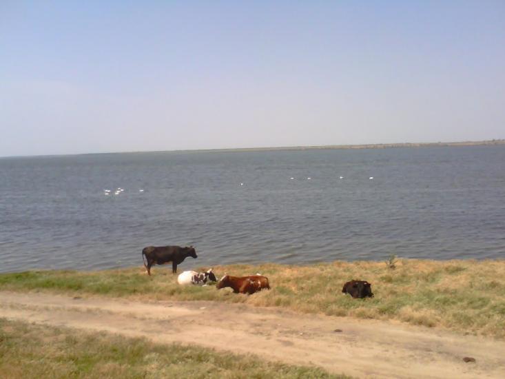 Чорноморка з panoramio.com - Черноморка