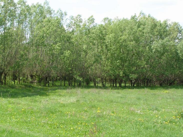 Черкасівка з panoramio.com - Cherkasivka