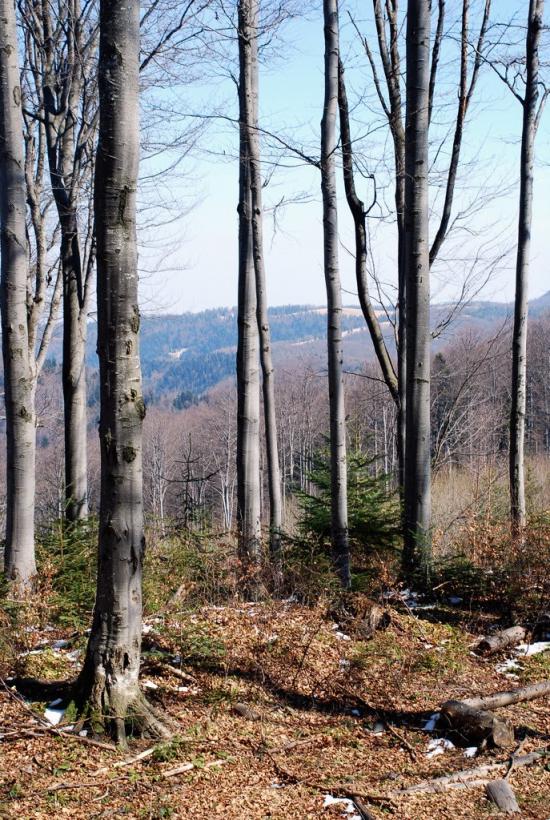 Букове з panoramio.com - Букове