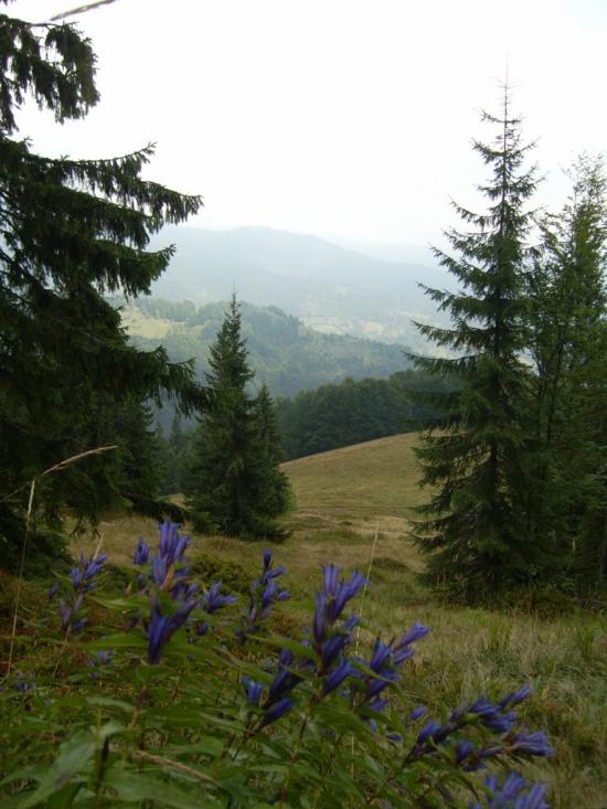Усть-Чорна з panoramio.com - Усть-Чорна