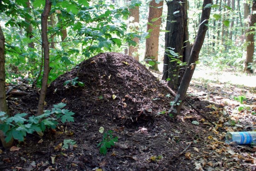 Лубенці з panoramio.com - Лубенцы