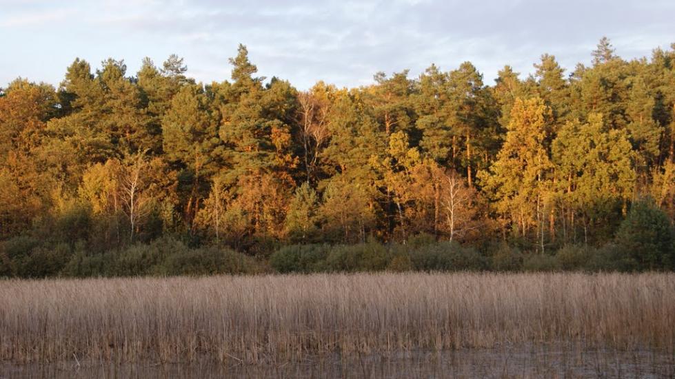 Дідовичі з panoramio.com - Дедовичи