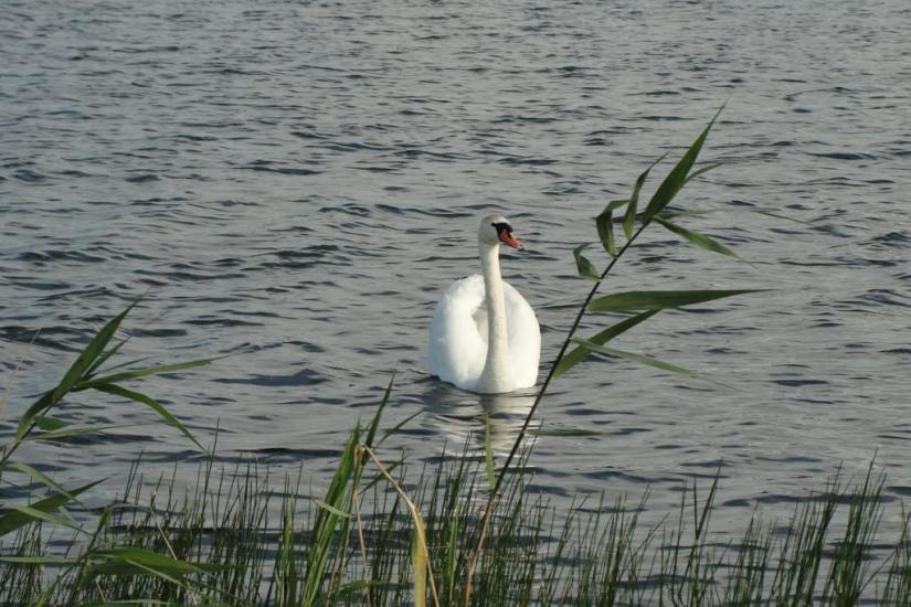 Під'язівні з panoramio.com - Під'язівні