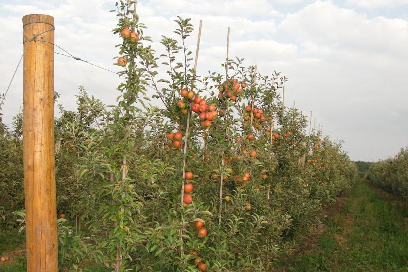 Гать з panoramio.com - Гать