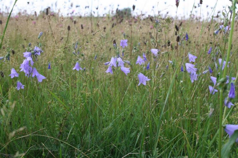 Хабарище з panoramio.com - Хабарище