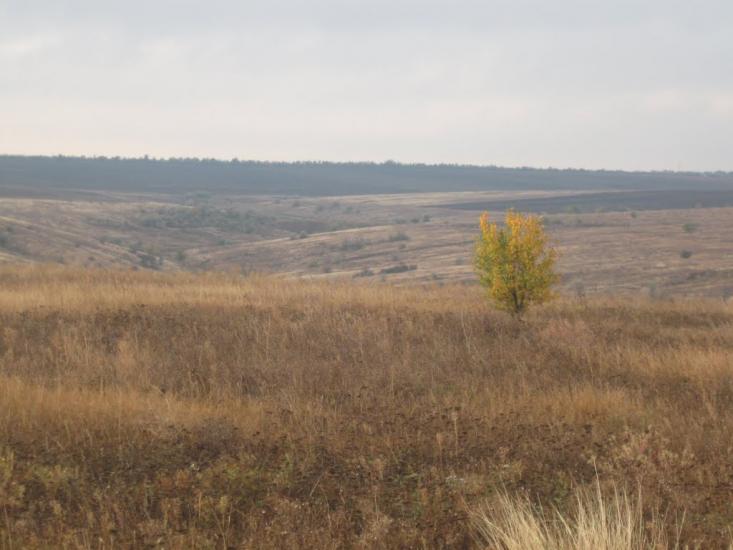 Будячки з panoramio.com - Будячки