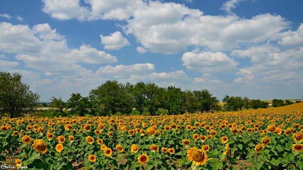Болгарка з panoramio.com - Болгарка