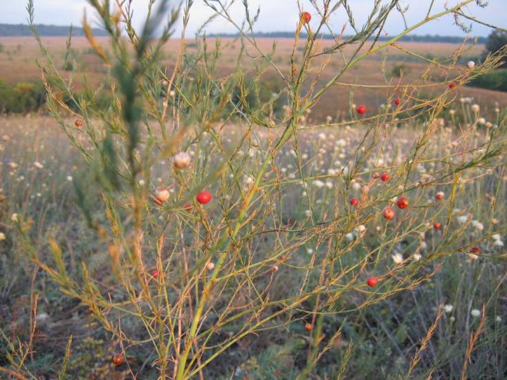 Пахалівка з panoramio.com - Pakhalivka