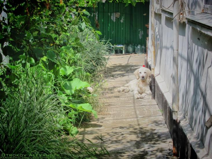 Полюшко з panoramio.com - Полюшко