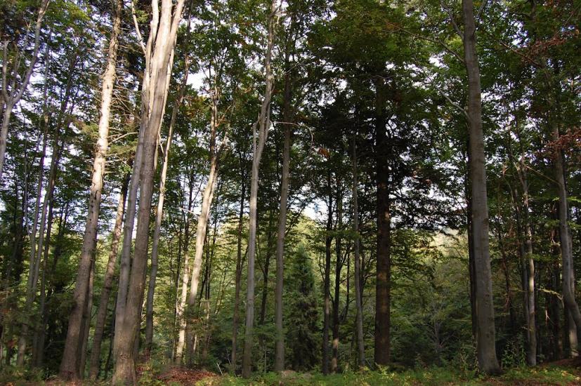 Сянки з panoramio.com - Сянки