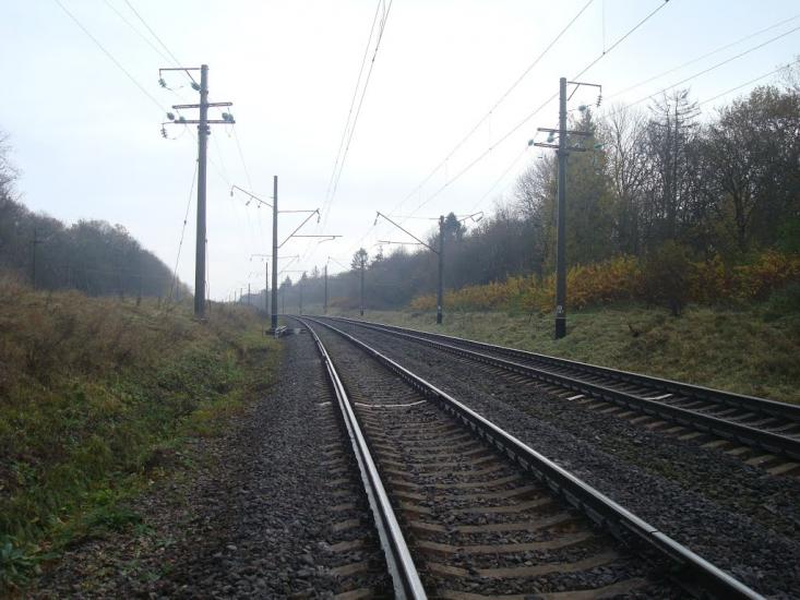 Рідкодуби з panoramio.com - Редкодубы