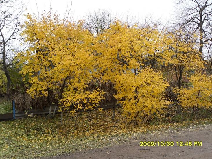 Пахутинці з panoramio.com - Пахутинці