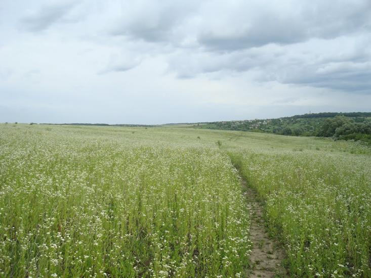 Іванківці з panoramio.com - Ivankivtsi