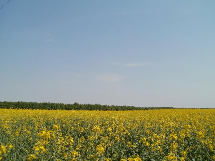 Жерденівка з panoramio.com - Жерденівка