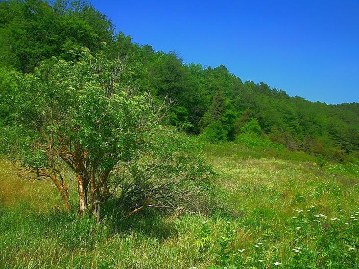 Багата Ущелина з panoramio.com - Bagata Uschelyna
