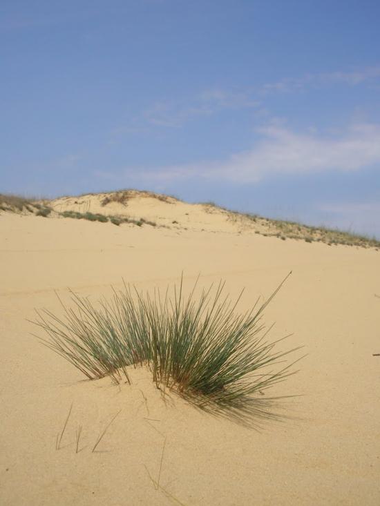 Пролетарка з panoramio.com - Пролетарка