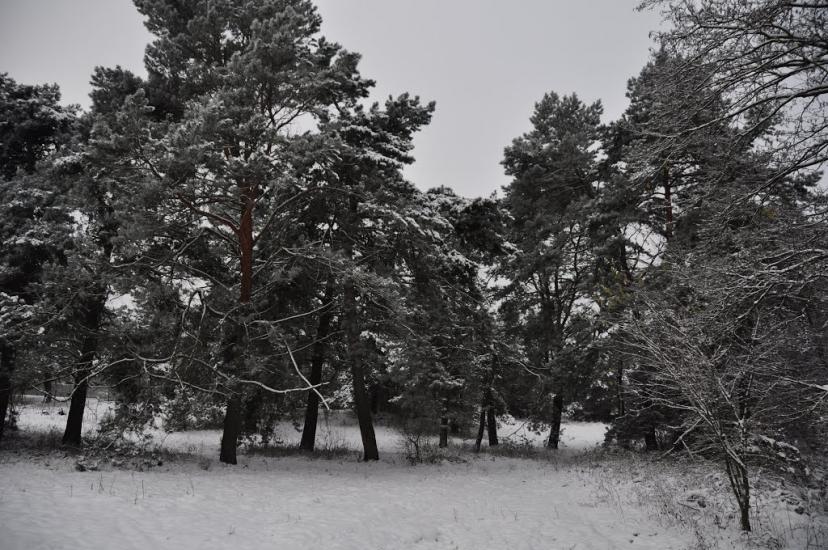 Глухівець з panoramio.com - Glukhivets