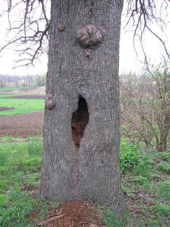 Нова Прага з panoramio.com - Нова Прага